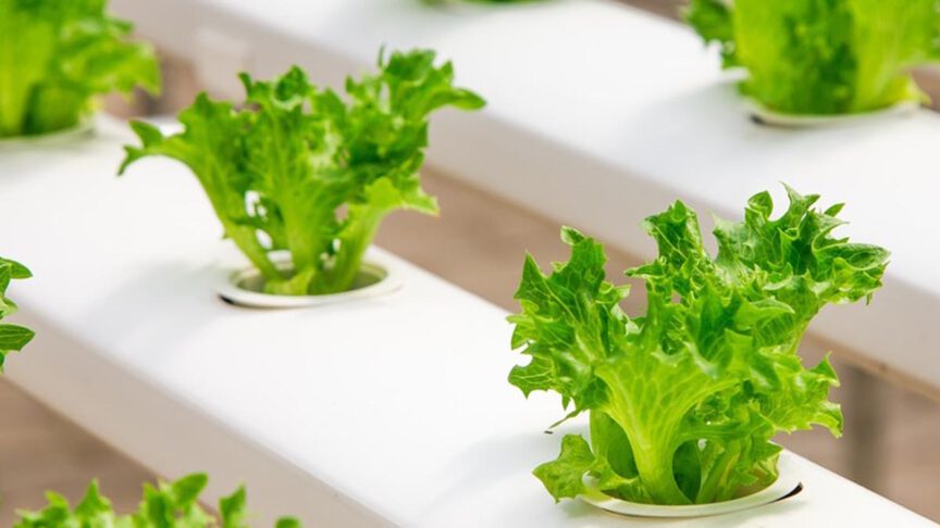 Everything you need to know about Aeroponics