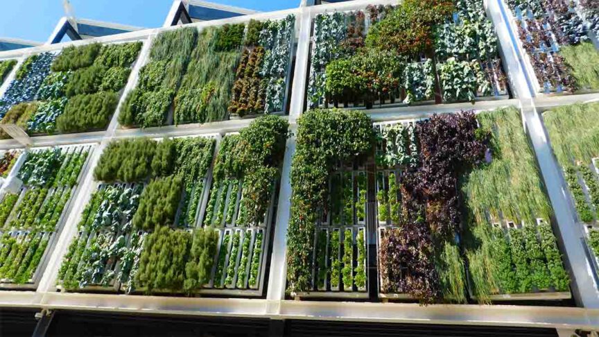 How Vertical Farming works with hyroponics