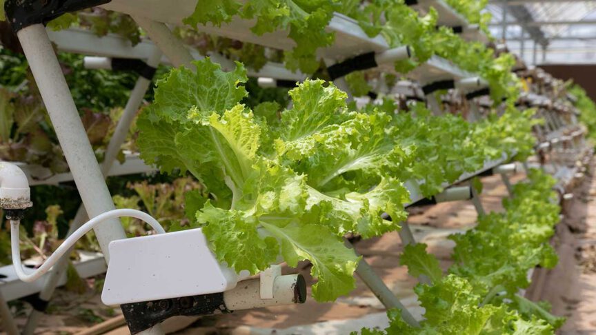 How to Check and Adjust Hydroponic Nutrients