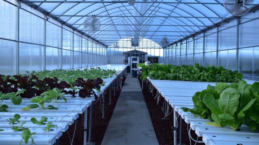 Hydroponic Farming - Indoor or Outdoor