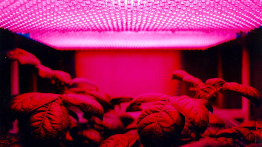 Which Grow light to use for Hydroponics